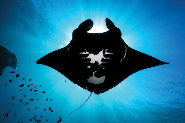 Rays: Manta Ray Eclipse by Jordan Robins