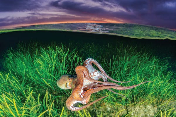 Octopi: Over Under Octopus Sunset by Jordan Robins