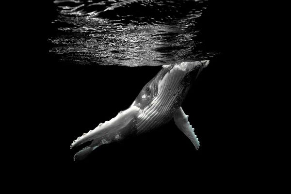 Humpback Whales: Breathe by Jordan Robins