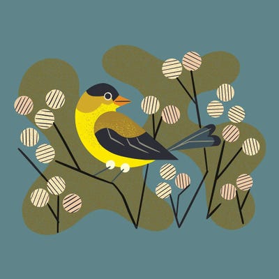 Meadow Goldfinch by Renea L. Thull canvas print