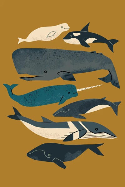 Narwhals: Whales Ahoy (Ochre) by Renea L. Thull
