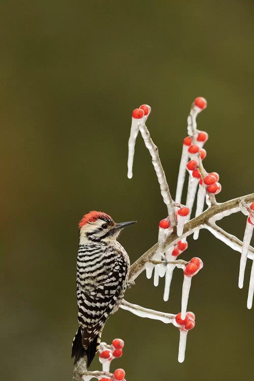 Ladder-backed Woodpecker perched on icy Possum Haw Holly, Hill Country, Texas, USA