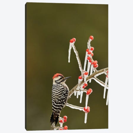 Ladder-backed Woodpecker perched on icy Possum Haw Holly, Hill Country, Texas, USA Canvas Print #RNU10} by Rolf Nussbaumer Canvas Artwork