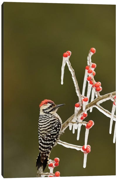 Ladder-backed Woodpecker perched on icy Possum Haw Holly, Hill Country, Texas, USA Canvas Art Print - Woodpecker Art