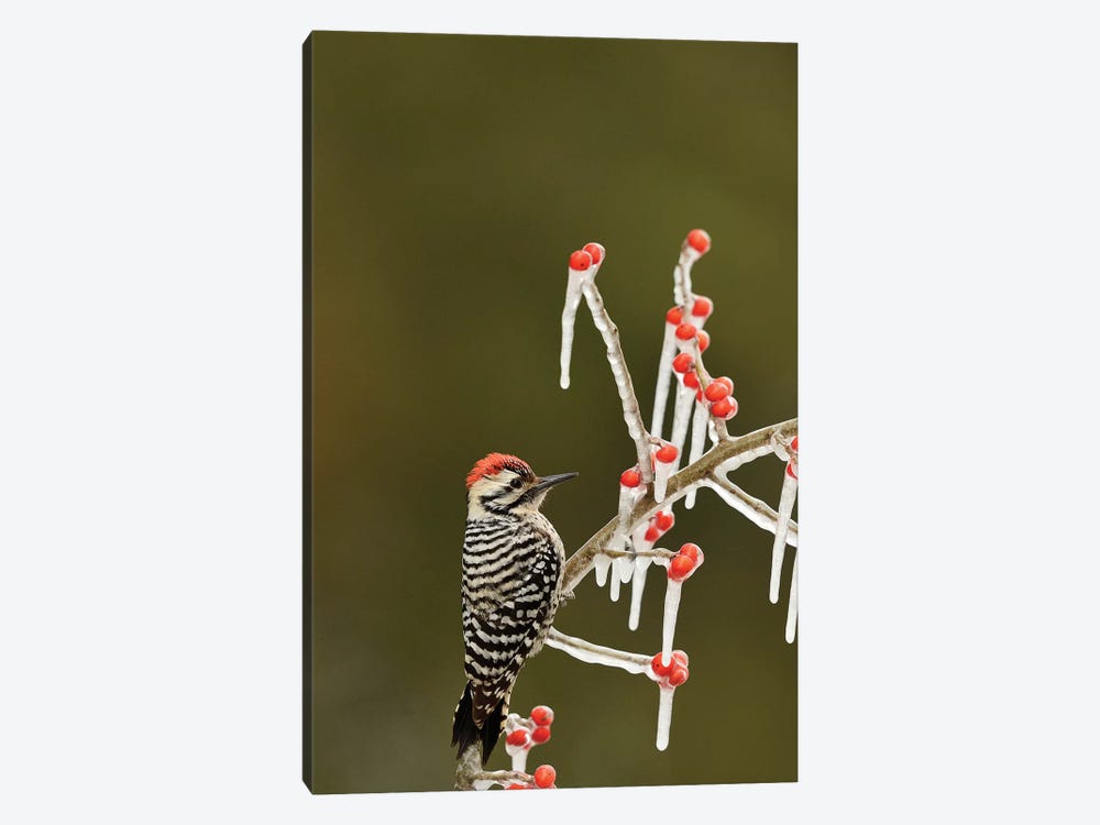 Ladder-backed Woodpecker perched on icy Possum Haw Holly, Hill Country, Texas, USA by Rolf Nussbaumer 1-piece Canvas Wall Art