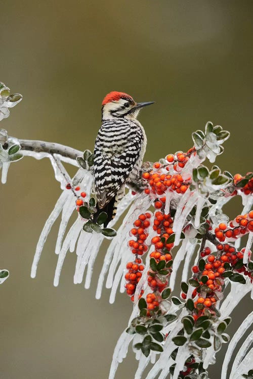 Ladder-backed Woodpecker perched on icy Yaupon Holly, Hill Country, Texas, USA