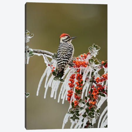 Ladder-backed Woodpecker perched on icy Yaupon Holly, Hill Country, Texas, USA Canvas Print #RNU11} by Rolf Nussbaumer Canvas Artwork