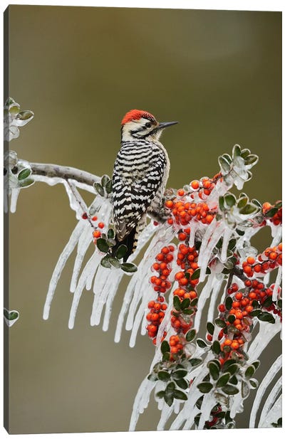 Ladder-backed Woodpecker perched on icy Yaupon Holly, Hill Country, Texas, USA Canvas Art Print - Woodpecker Art
