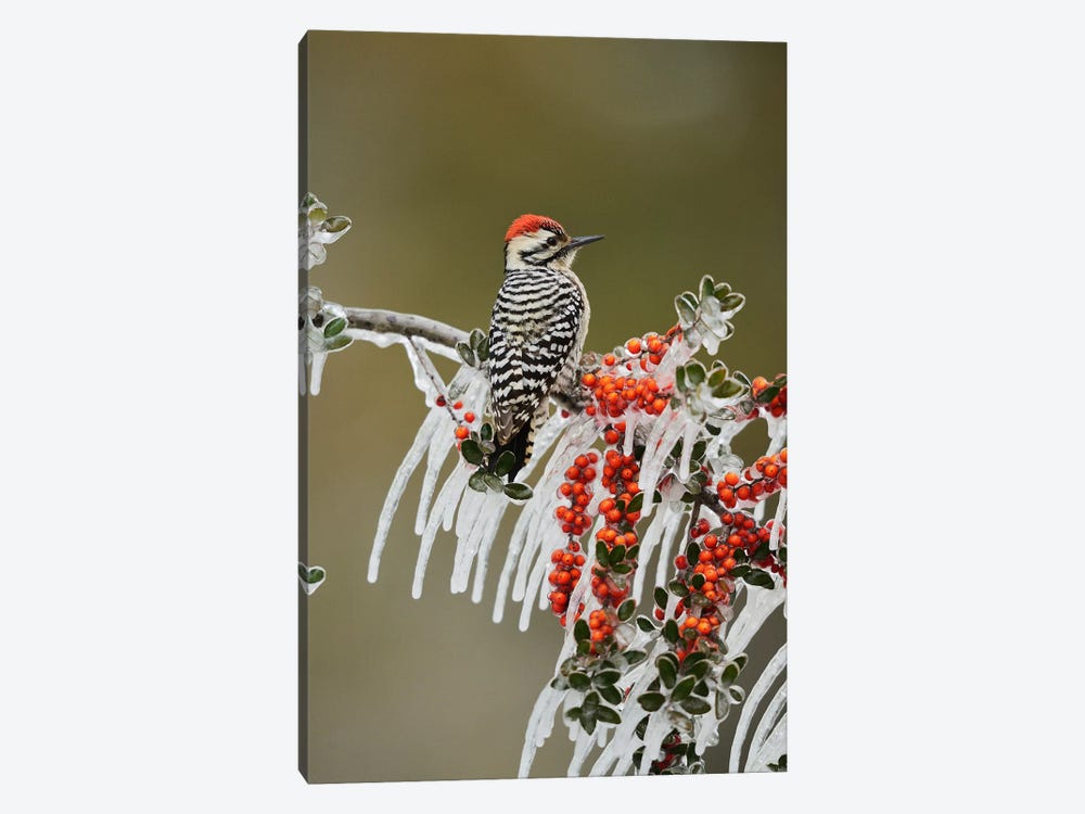 Ladder-backed Woodpecker perched on icy Yaupon Holly, Hill Country, Texas, USA by Rolf Nussbaumer 1-piece Canvas Art Print