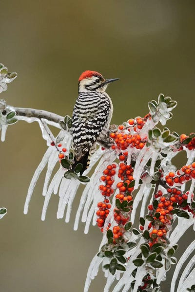 Ladder-backed Woodpecker perched on icy Yaupon Holly, Hill Country, Texas, USA