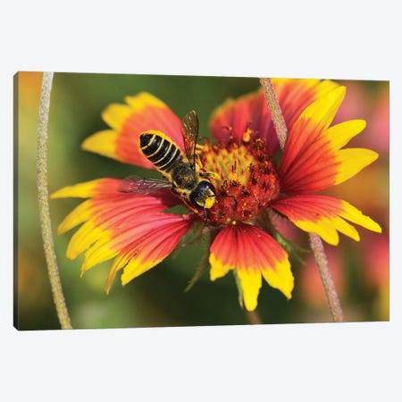 Leafcutter bee feeding on Indian Blanket, Texas, USA Canvas Print #RNU12} by Rolf Nussbaumer Canvas Artwork