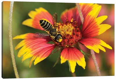 Leafcutter bee feeding on Indian Blanket, Texas, USA Canvas Art Print