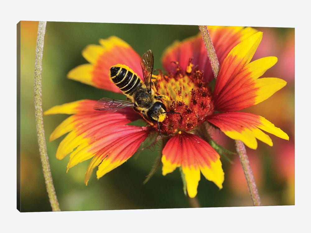 Leafcutter bee feeding on Indian Blanket, Texas, USA by Rolf Nussbaumer 1-piece Canvas Wall Art