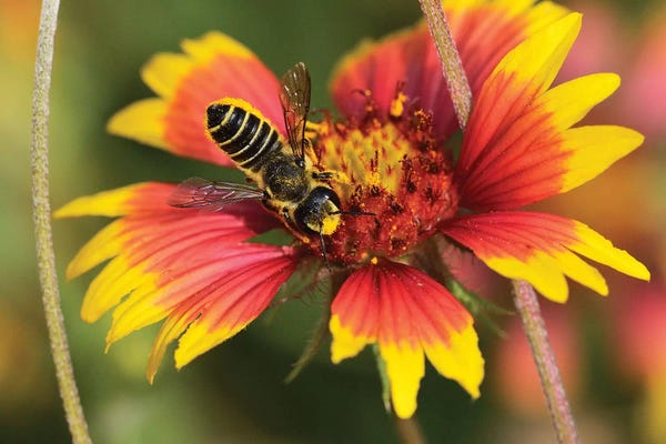 Rolf Nussbaumer: Leafcutter bee feeding on Indian Blanket, Texas, USA by Rolf Nussbaumer