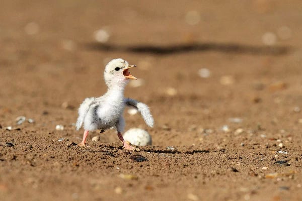 Rolf Nussbaumer: Least Tern young tern calling, Port Isabel, Laguna Madre, Texas, USA by Rolf Nussbaumer