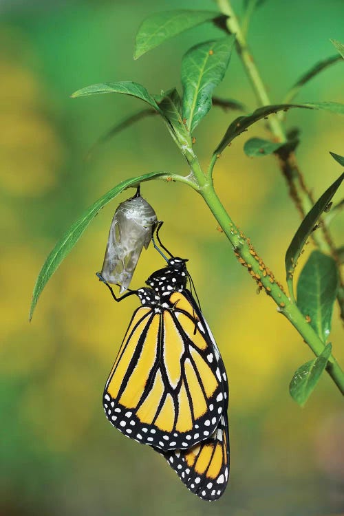 Monarch butterfly emerging from chrysalis on Tropical milkweed, Hill Country, Texas, USA
