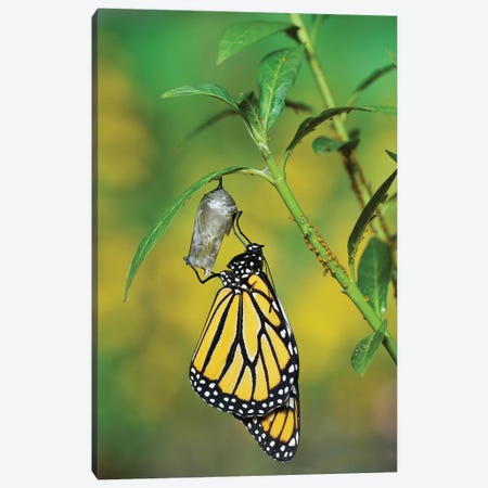 Monarch butterfly emerging from chrysalis on Tropical milkweed, Hill Country, Texas, USA Canvas Print #RNU14} by Rolf Nussbaumer Canvas Print