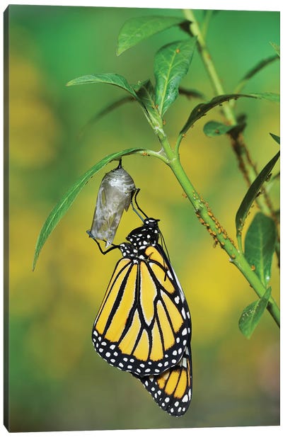 Monarch butterfly emerging from chrysalis on Tropical milkweed, Hill Country, Texas, USA Canvas Art Print - Monarch Butterflies