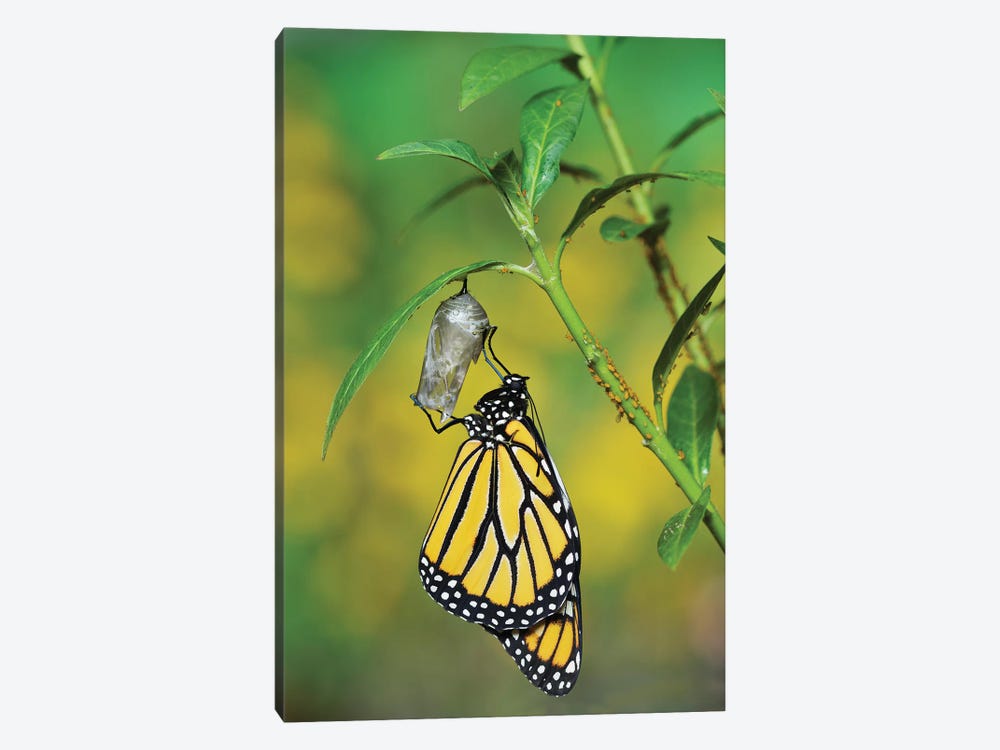 Monarch butterfly emerging from chrysalis on Tropical milkweed, Hill Country, Texas, USA by Rolf Nussbaumer 1-piece Canvas Artwork