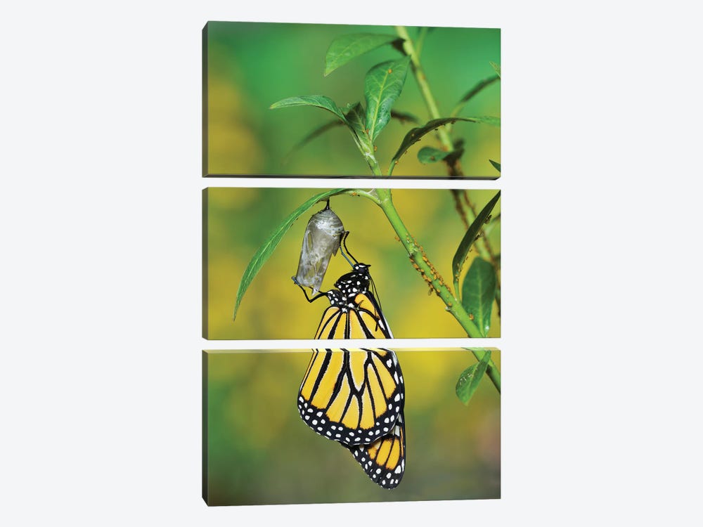 Monarch butterfly emerging from chrysalis on Tropical milkweed, Hill Country, Texas, USA by Rolf Nussbaumer 3-piece Canvas Artwork