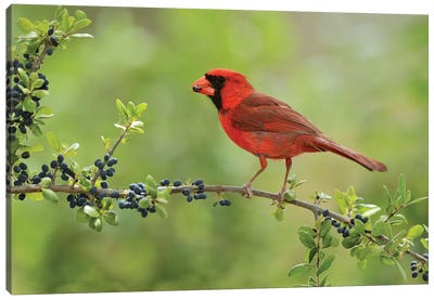Northern Cardinal male eating Elbow bush berries, Hill Country, Texas, USA Canvas Art Print - Cardinal Art