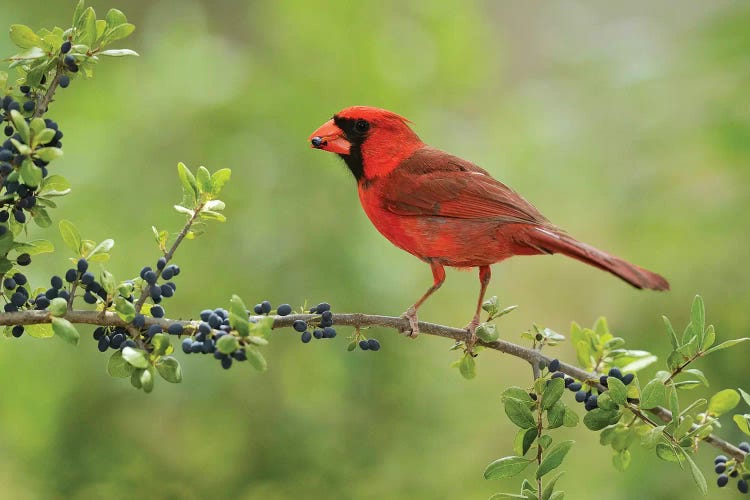 Northern Cardinal male eating Elbow bush berries, Hill Country, Texas, USA