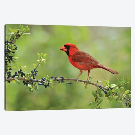 Northern Cardinal male eating Elbow bush berries, Hill Country, Texas, USA Canvas Print #RNU15} by Rolf Nussbaumer Canvas Art Print