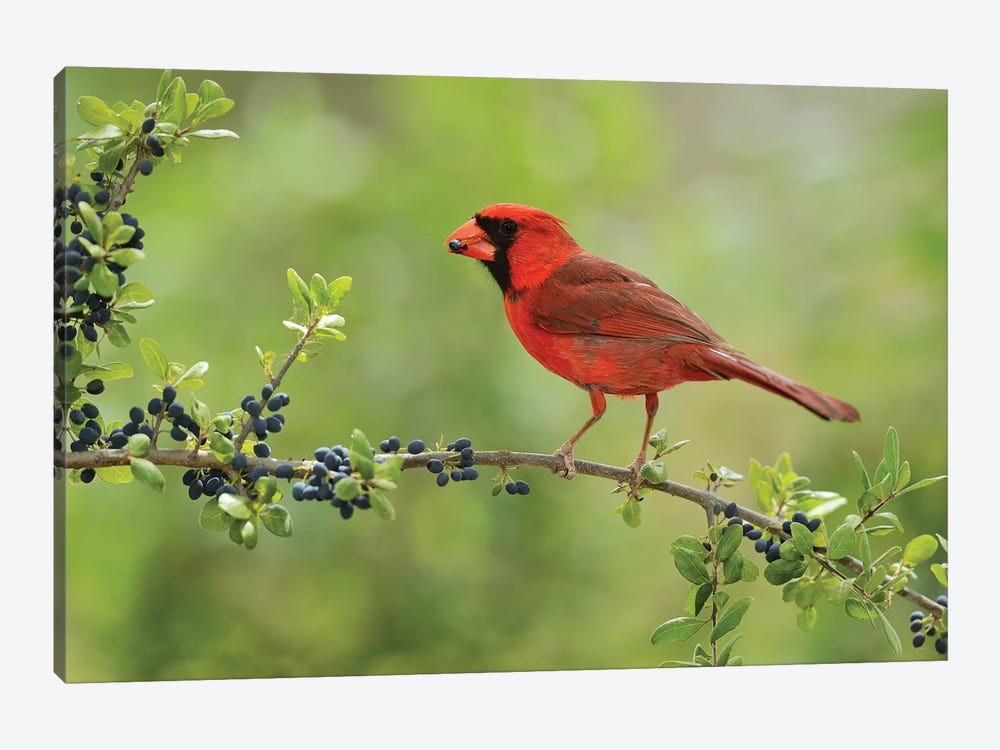Northern Cardinal male eating Elbow bush berries, Hill Country, Texas, USA by Rolf Nussbaumer 1-piece Canvas Print