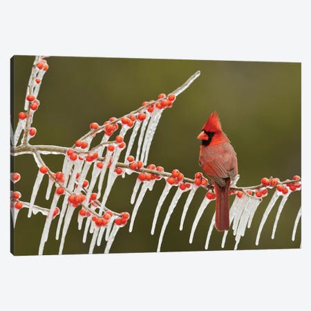 Northern Cardinal male perched on icy Possum Haw Holly, Hill Country, Texas, USA Canvas Print #RNU16} by Rolf Nussbaumer Canvas Art Print