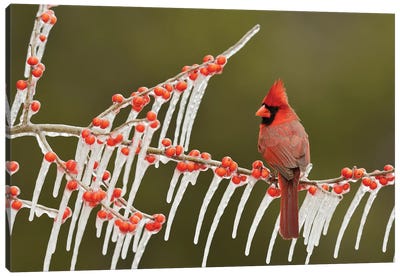 Northern Cardinal male perched on icy Possum Haw Holly, Hill Country, Texas, USA Canvas Art Print