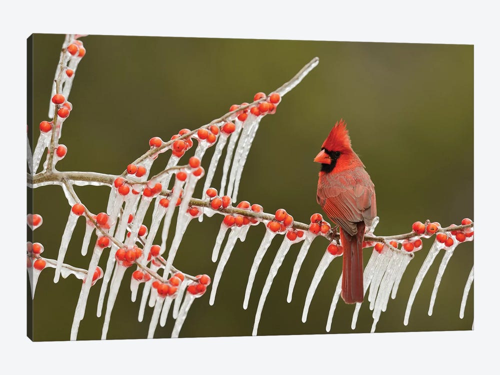 Northern Cardinal male perched on icy Possum Haw Holly, Hill Country, Texas, USA by Rolf Nussbaumer 1-piece Canvas Artwork