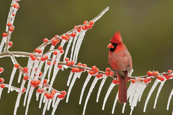 Northern Cardinal male perched on icy Possum Haw Holly, Hill Country, Texas, USA