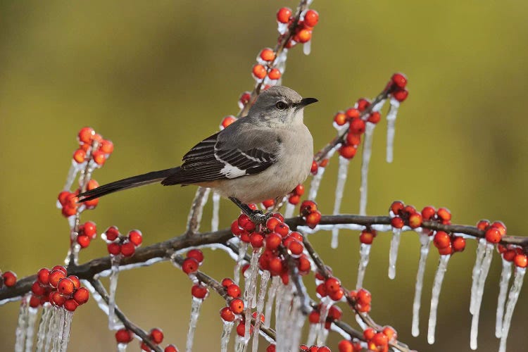 Northern Mockingbird perched on icy Possum Haw Holly, Hill Country, Texas, USA