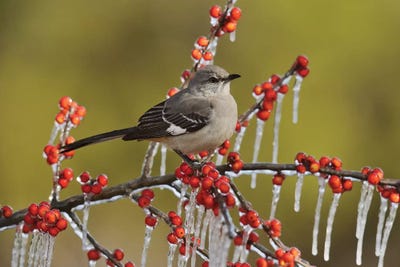 Mockingbirds