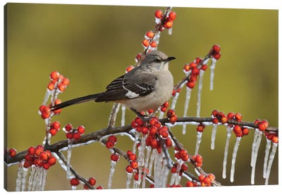Northern Mockingbird perched on icy Possum Haw Holly, Hill Country, Texas, USA Canvas Art Print