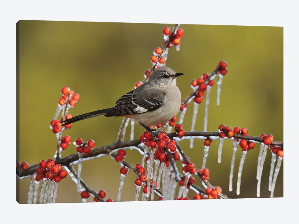 Northern Mockingbird perched on icy Possum Haw Holly, Hill Country, Texas, USA by Rolf Nussbaumer 1-piece Canvas Art Print