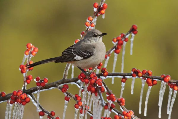 Northern Mockingbird perched on icy Possum Haw Holly, Hill Country, Texas, USA