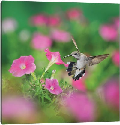Ruby-throated Hummingbird female in flight feeding, Hill Country, Texas, USA I Canvas Art Print - Hummingbird Art