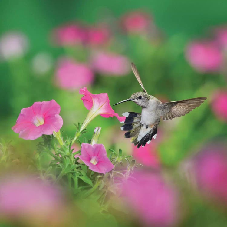 Ruby-throated Hummingbird female in flight feeding, Hill Country, Texas, USA I
