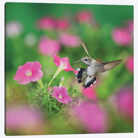 Ruby-throated Hummingbird female in flight feeding, Hill Country, Texas, USA I Canvas Print #RNU18} by Rolf Nussbaumer Canvas Art
