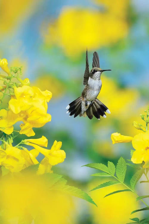 Ruby-throated Hummingbird female in flight feeding, Hill Country, Texas, USA II