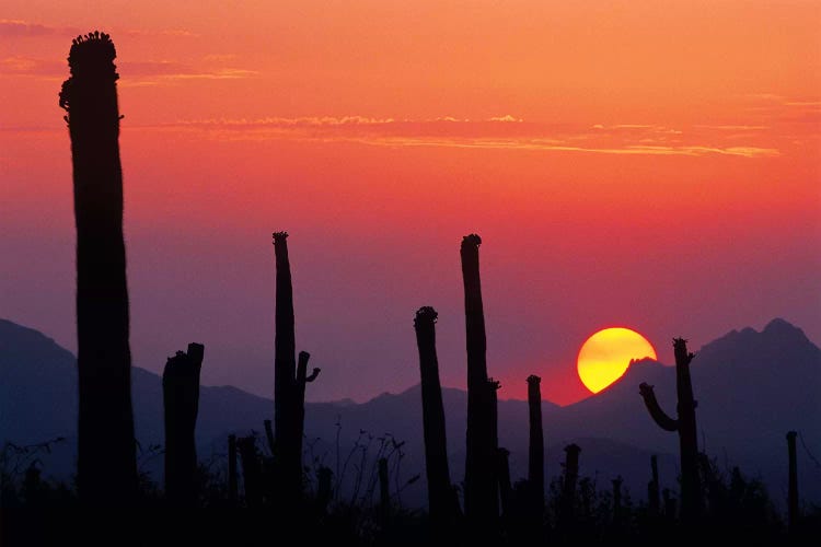 Saguaro Cacti At Sunset II, Saguaro National Park, Sonoran Desert, Arizona, USA