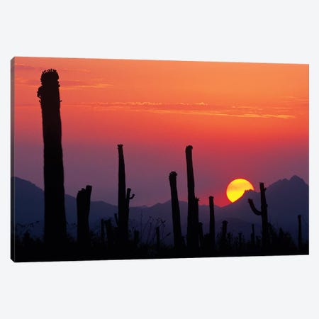 Saguaro Cacti At Sunset II, Saguaro National Park, Sonoran Desert, Arizona, USA Canvas Print #RNU1} by Rolf Nussbaumer Art Print
