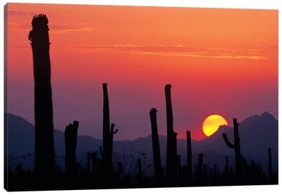Saguaro Cacti At Sunset II, Saguaro National Park, Sonoran Desert, Arizona, USA Canvas Art Print - Desert Landscape Photography