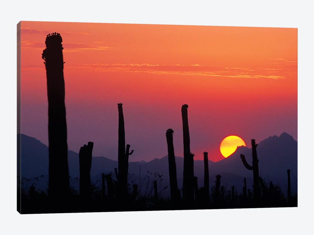 Saguaro Cacti At Sunset II, Saguaro National Park, Sonoran Desert, Arizona, USA 1-piece Canvas Artwork