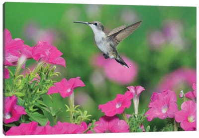 Ruby-throated Hummingbird female in flight feeding, Hill Country, Texas, USA III Canvas Art Print - Hummingbird Art