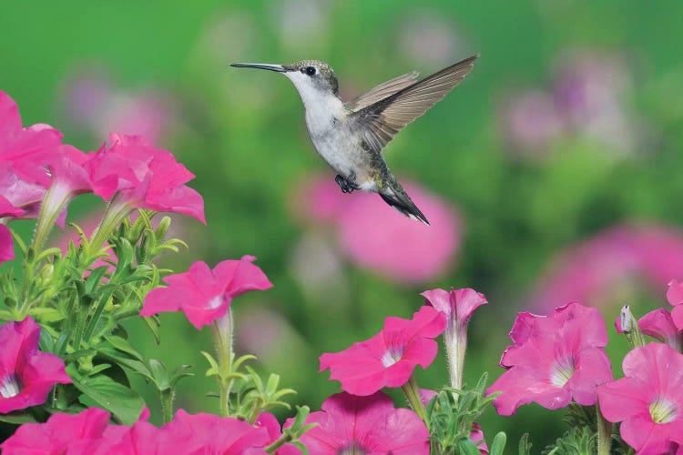 Ruby-throated Hummingbird female in flight feeding, Hill Country, Texas, USA III