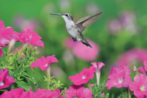Ruby-throated Hummingbird female in flight feeding, Hill Country, Texas, USA III