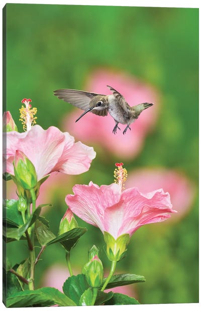 Ruby-throated Hummingbird young male in flight feeding, Hill Country, Texas, USA Canvas Art Print