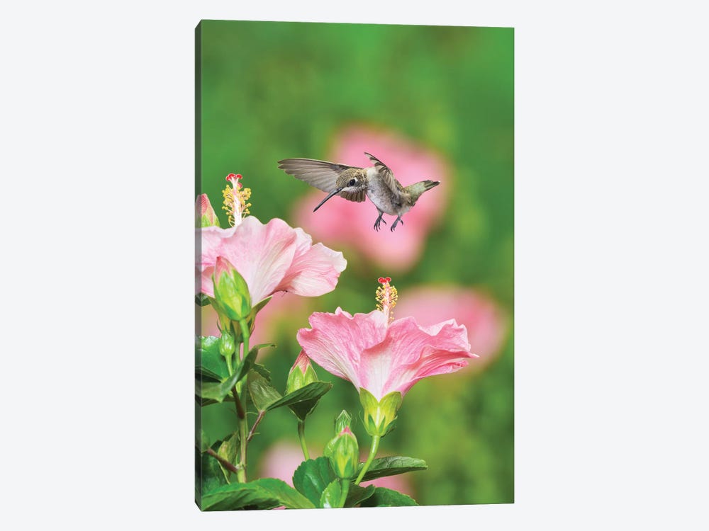 Ruby-throated Hummingbird young male in flight feeding, Hill Country, Texas, USA by Rolf Nussbaumer 1-piece Canvas Artwork